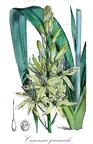 Camassia quamash