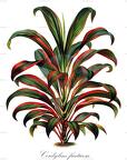 Cordyline fruticosa