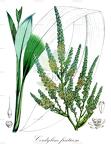 Cordyline fruticosa