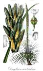 Dasylirion acrotrichum