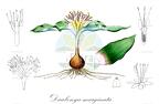 Daubenya marginata
