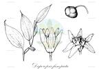 Disporopsis fuscopicta
