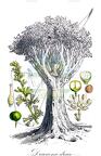 Dracaena draco
