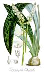 Drimiopsis botryoides
