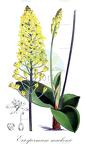 Eriospermum mackenii