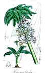 Eucomis bicolor