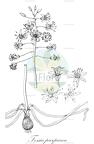Fessia purpurea