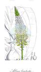 Albuca bracteata