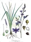 Dichopogon