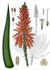 Aloe succotrina