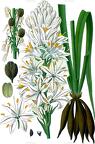 Asphodelus albus