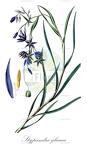 Stypandra glauca