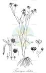 Tricoryne elatior