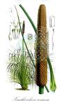 Xanthorrhoea resinosa