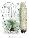 Xanthorrhoea preissii