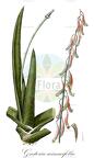 Gasteria acinacifolia