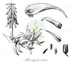 Aloiampelos ciliaris