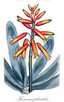 Kumara plicatilis