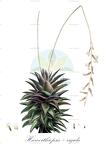 Haworthiopsis × rigida