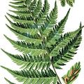 Athyrium filix-femina