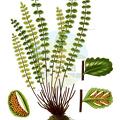 Asplenium trichomanes
