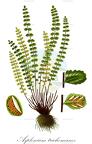Asplenium trichomanes