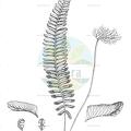 Hymenasplenium unilaterale