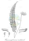 Hymenasplenium unilaterale