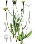 Crepis setosa