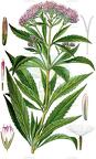 Eupatorium cannabinum