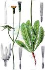 Hypochaeris glabra