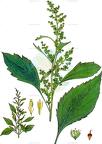 Iva xanthiifolia