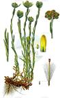 Laphangium luteoalbum