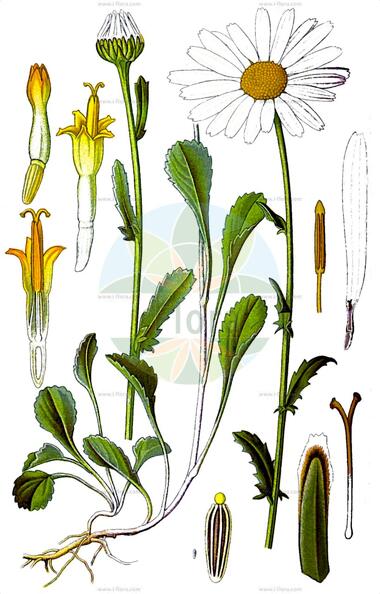 Leucanthemum vulgare