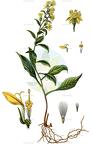 Solidago virgaurea