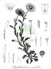 Buphthalmum salicifolium