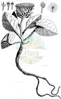 Berardia lanuginosa