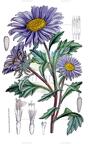 Callistephus chinensis