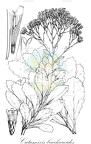 Catananche caerulea