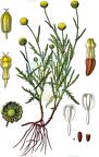Cotula coronopifolia