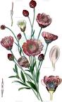 Xeranthemum annuum