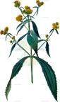 Flaveria trinervia
