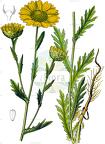 Glebionis segetum