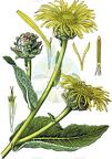 Inula helenium