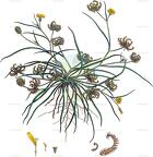 Koelpinia linearis