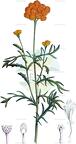 Lonas annua