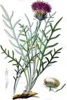 Jurinea cyanoides