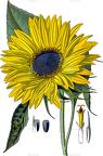 Helianthus annuus