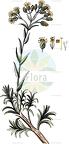 Helichrysum stoechas