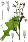 Prenanthes purpurea